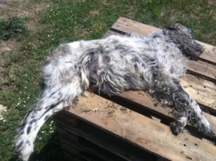 Νεκρά από φόλες 2 σκυλιά στον Λαγκαδά Θεσσαλονίκης